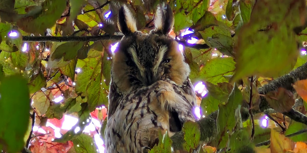 Hibou moyen-duc (Asio otus) © Joachim Hais